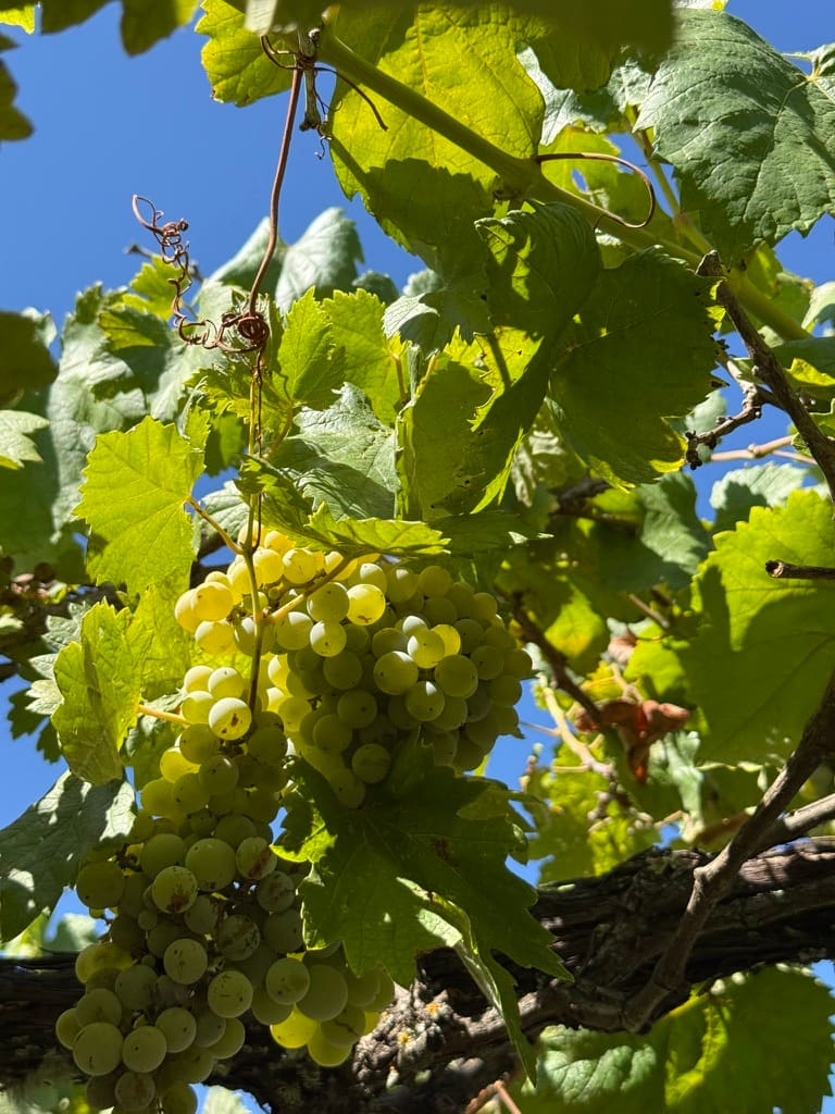 Weintrauben aus dem Garten.