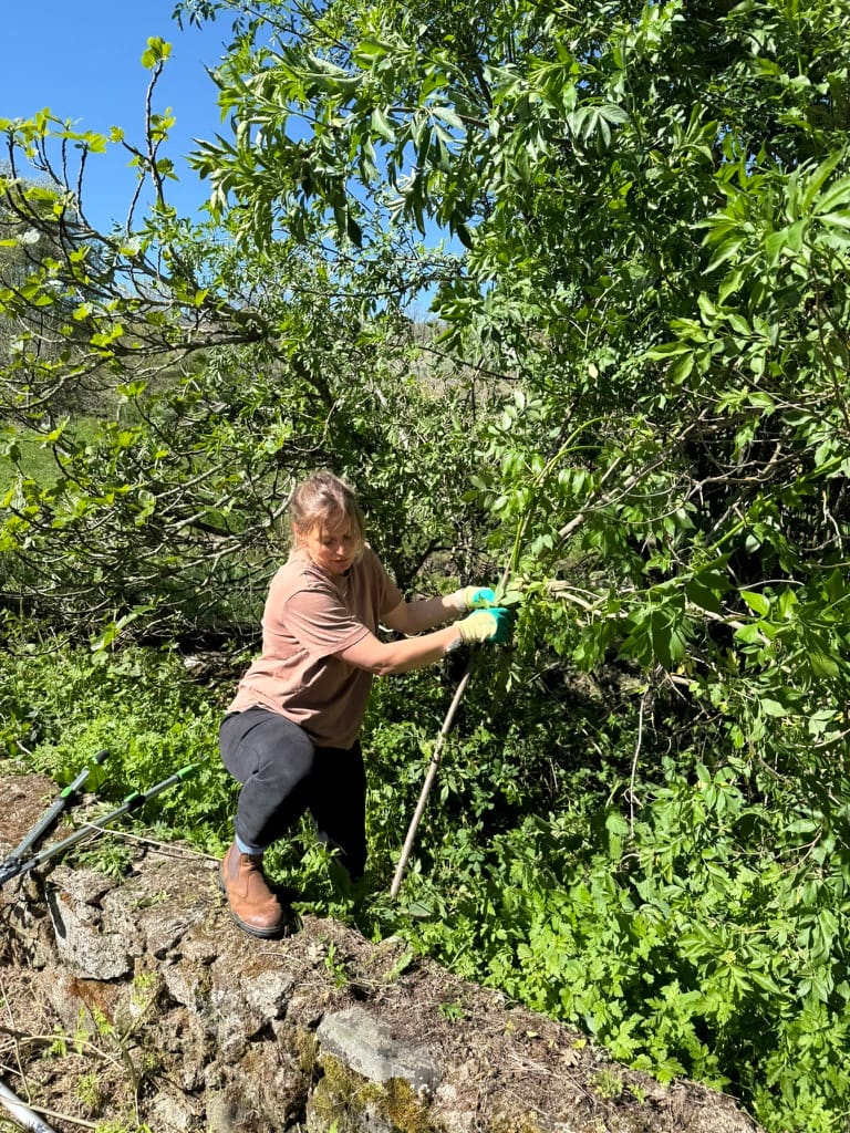 Baumschnitt im Obstgarten.