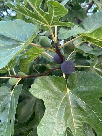Feigen am Baum im Obstgarten.