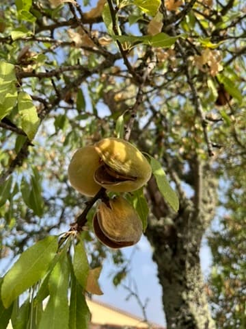 Mandeln aus dem Obstgarten der Quinta.