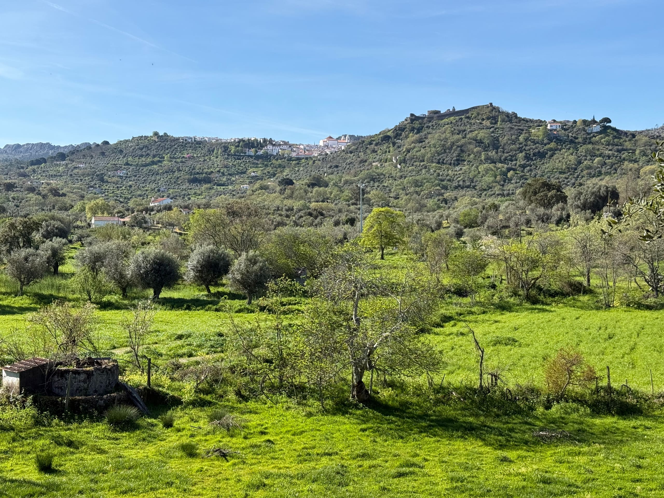 Wiese mit Blick auf Castelo de Vide.